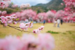 花桃　昼神⑤