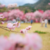 花桃　昼神⑤