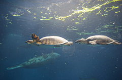 スッポンモドキ　鳥羽水族館②