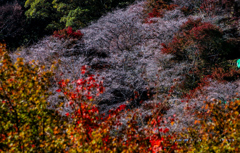 四季桜と紅葉③