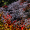 四季桜と紅葉③