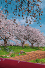 桜並木