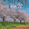 桜並木