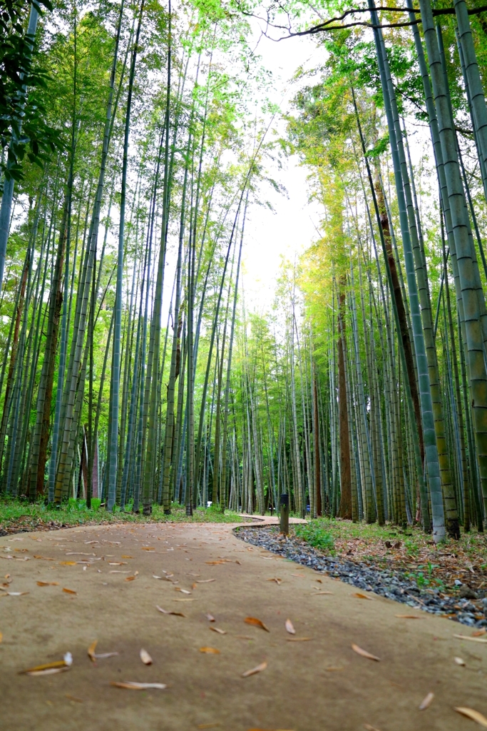 竹林