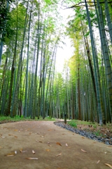 竹林