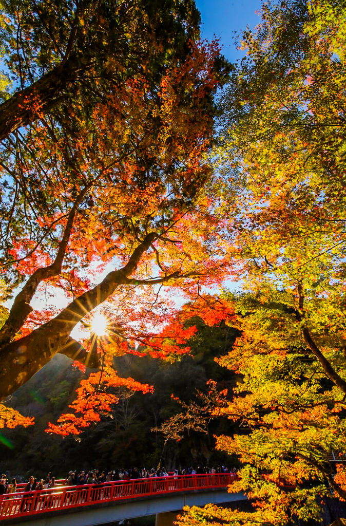 香嵐渓　紅葉狩り④
