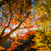 香嵐渓　紅葉狩り④