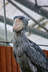 掛川花鳥園　ハシビロコウ
