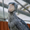 掛川花鳥園　ハシビロコウ