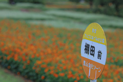 キバナコスモス　アルプスあづみの公園①