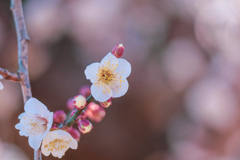 梅の花③