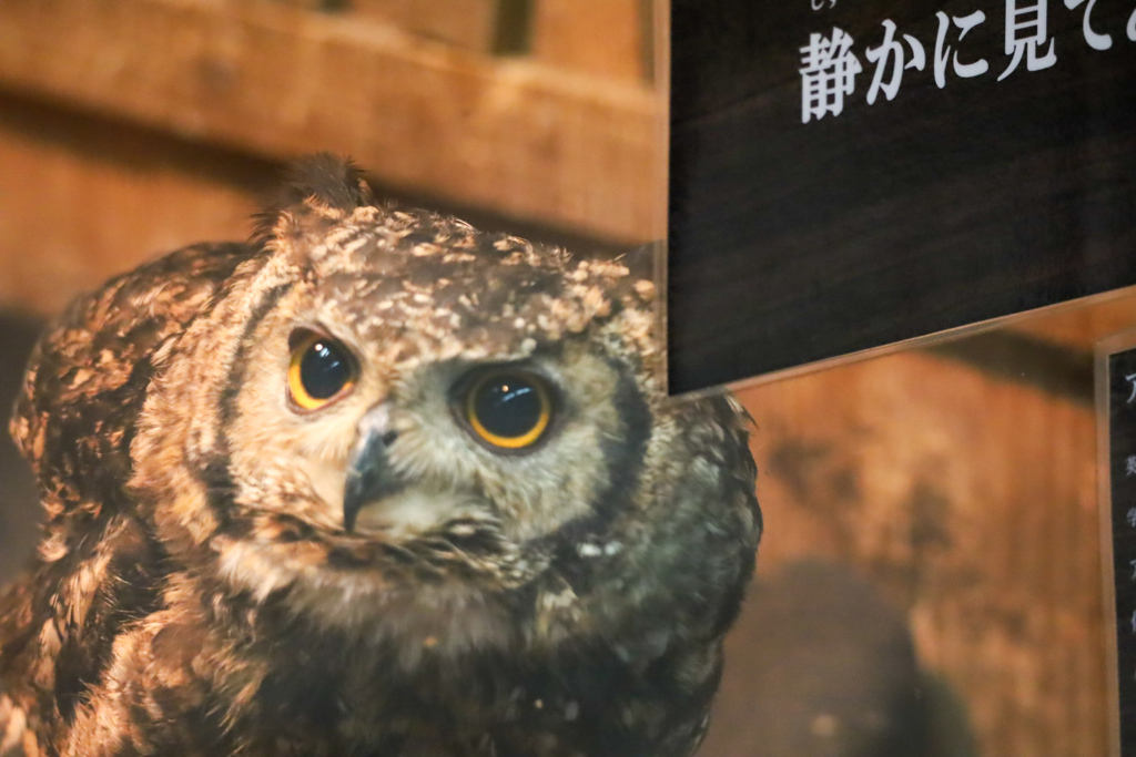 ワシミミズク　そろ〜り