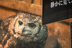 ワシミミズク　そろ〜り