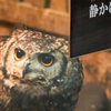 ワシミミズク　そろ〜り