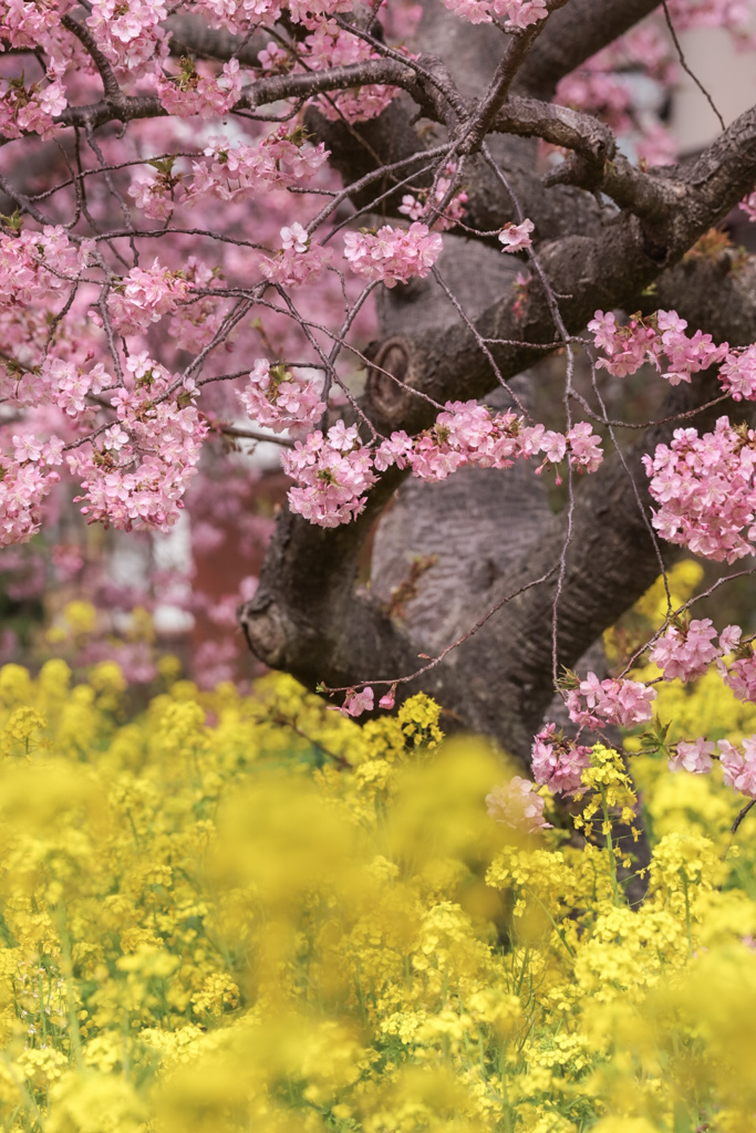 河津桜と菜の花③