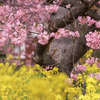 河津桜と菜の花③