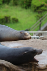 アシカ　東山動植物園③