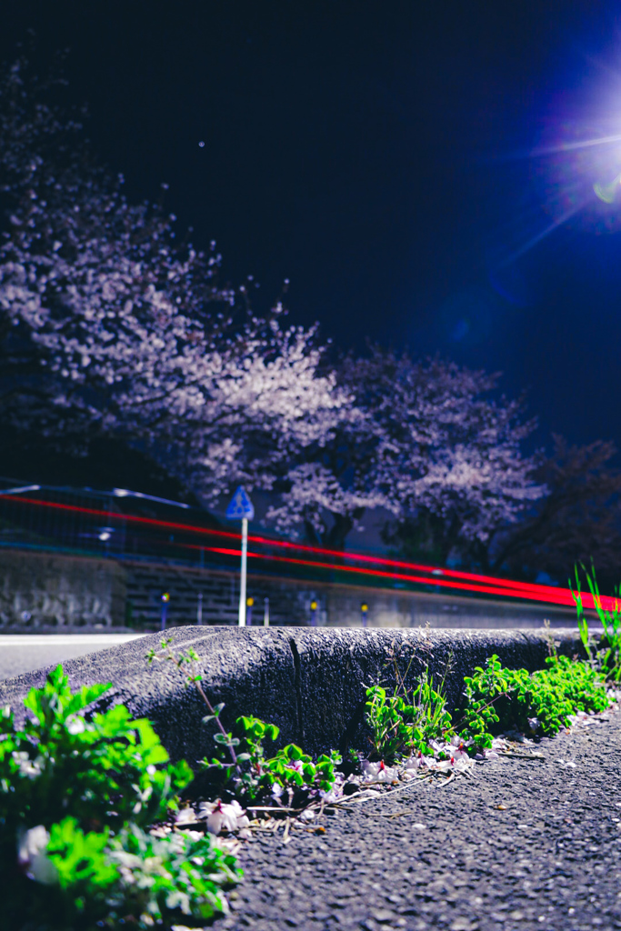 夜桜ビーム②