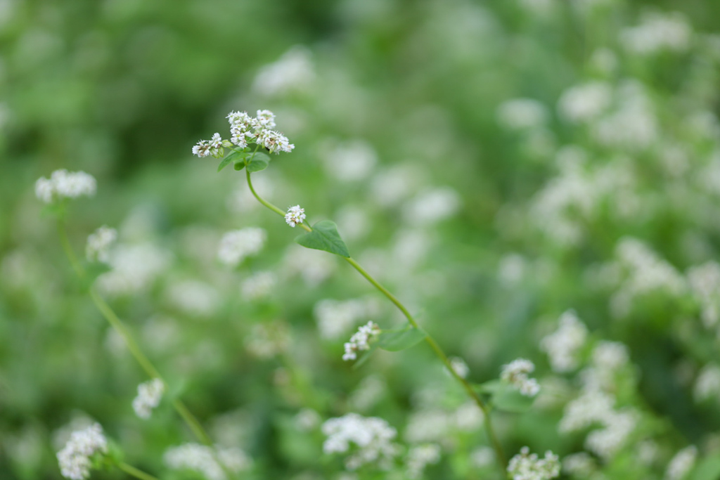 そばの花⑥