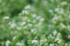 そばの花⑥