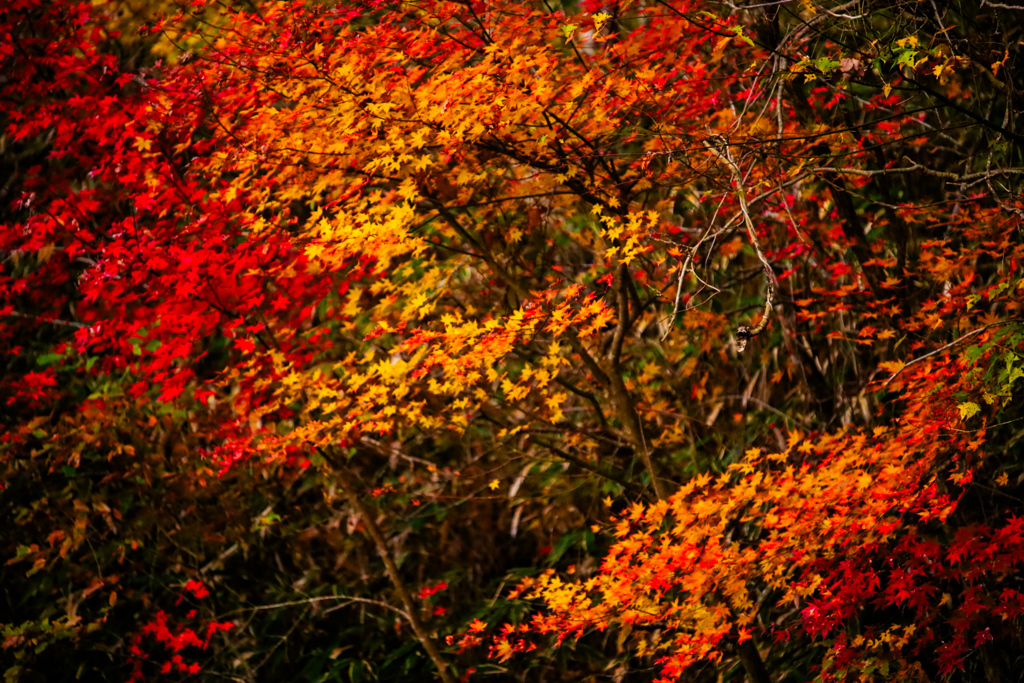 彩葉紅葉 by 黒猫社長♪ （ID：12714484） - 写真共有サイト:PHOTOHITO