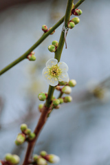 白梅