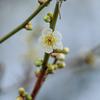 白梅