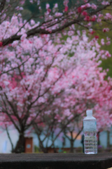 花桃　昼神④