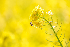 菜の花と蜂①