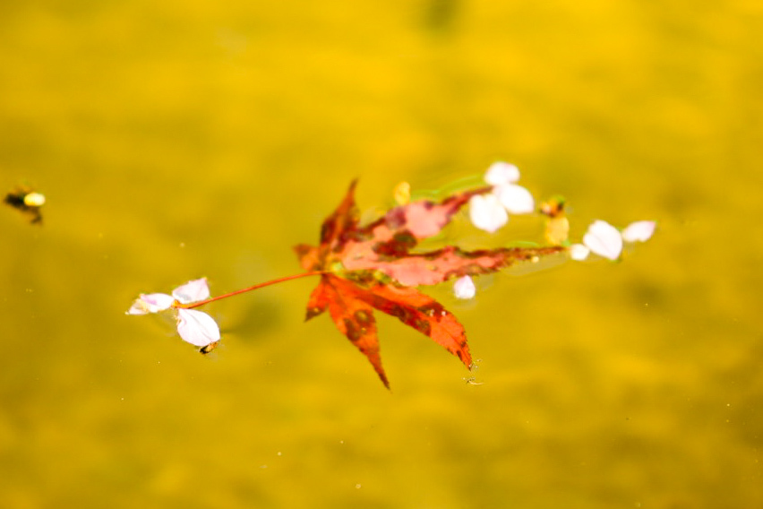 漂う紅葉と桜