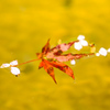 漂う紅葉と桜