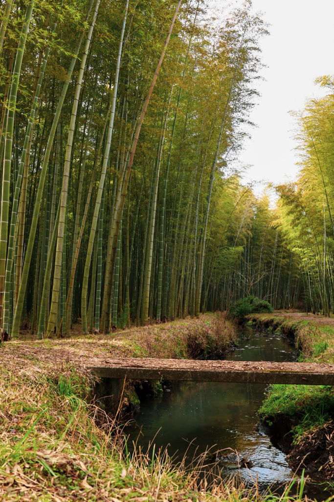 竹林と小川