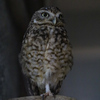 掛川花鳥園　アナホリフクロウ　表　