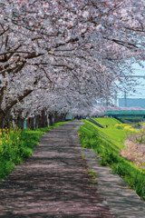 桜並木①