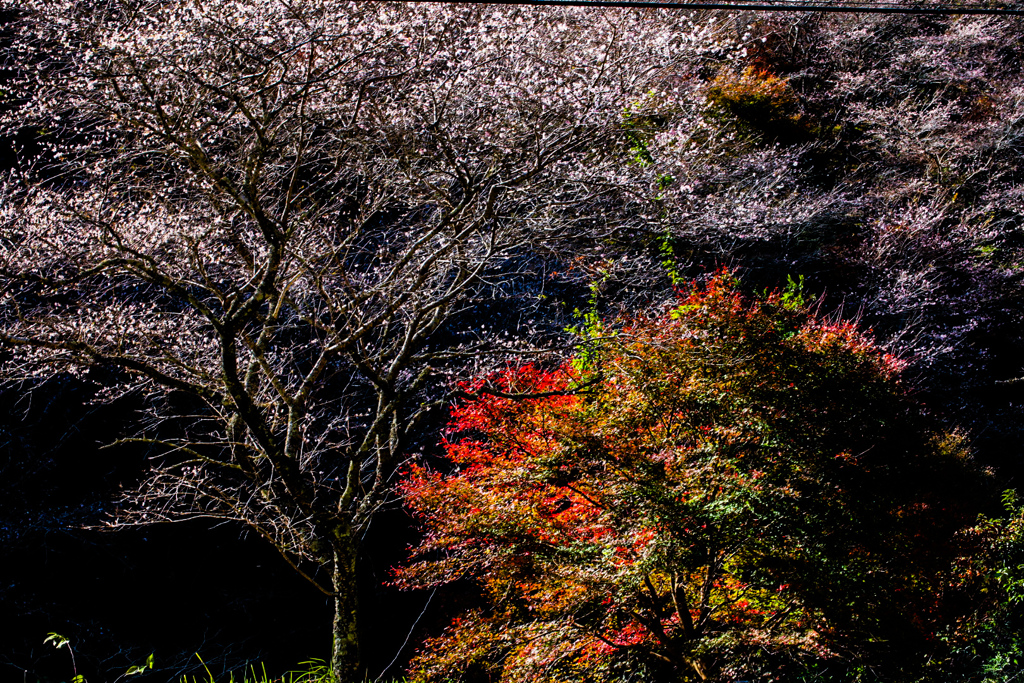 四季桜と紅葉②