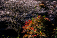 四季桜と紅葉②