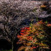 四季桜と紅葉②