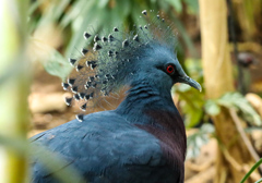 オウギバト