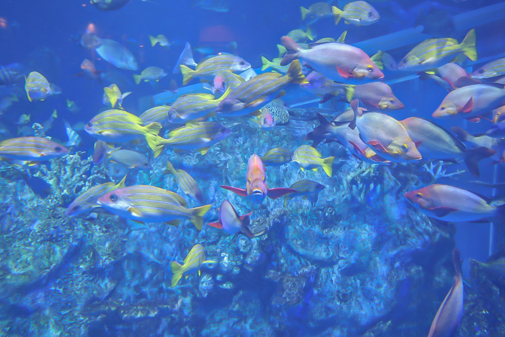 サンゴ礁水槽　鳥羽水族館