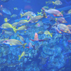 サンゴ礁水槽　鳥羽水族館