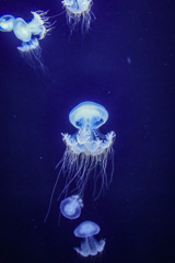 水中を浮遊する海月②