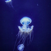 水中を浮遊する海月②