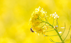 菜の花と蜂②