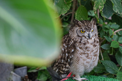 アフリカワシミミズク　掛川花鳥園①
