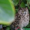 アフリカワシミミズク　掛川花鳥園①
