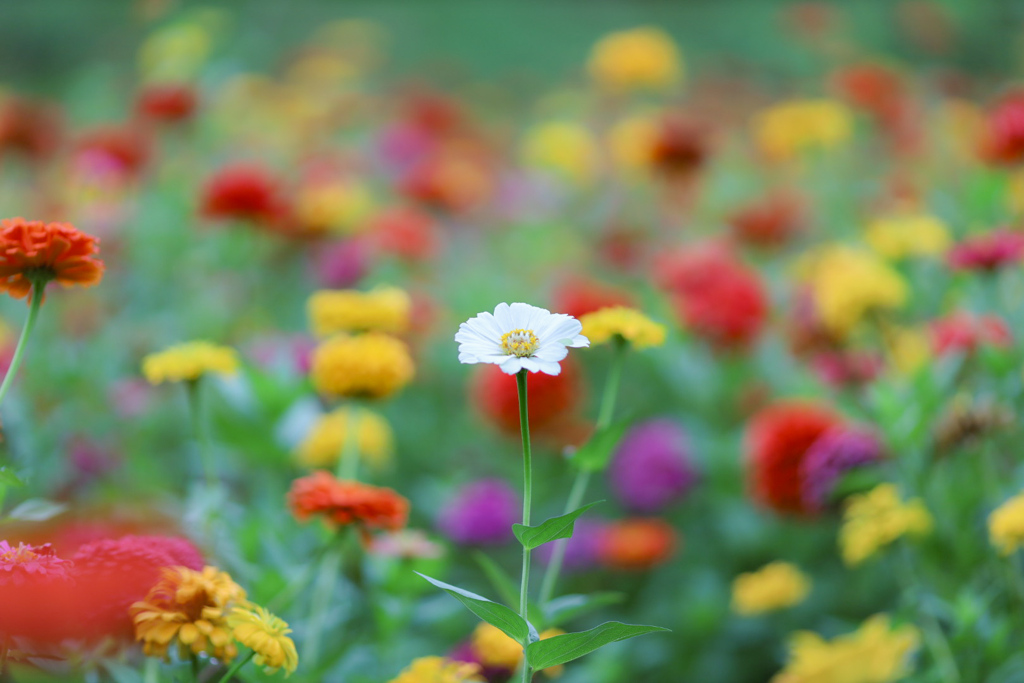 百日の彩り　百日草