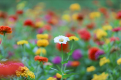 百日の彩り　百日草
