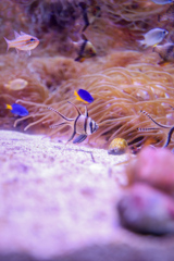 アマノガワテンジクダイ　鳥羽水族館