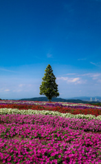 花壇と木