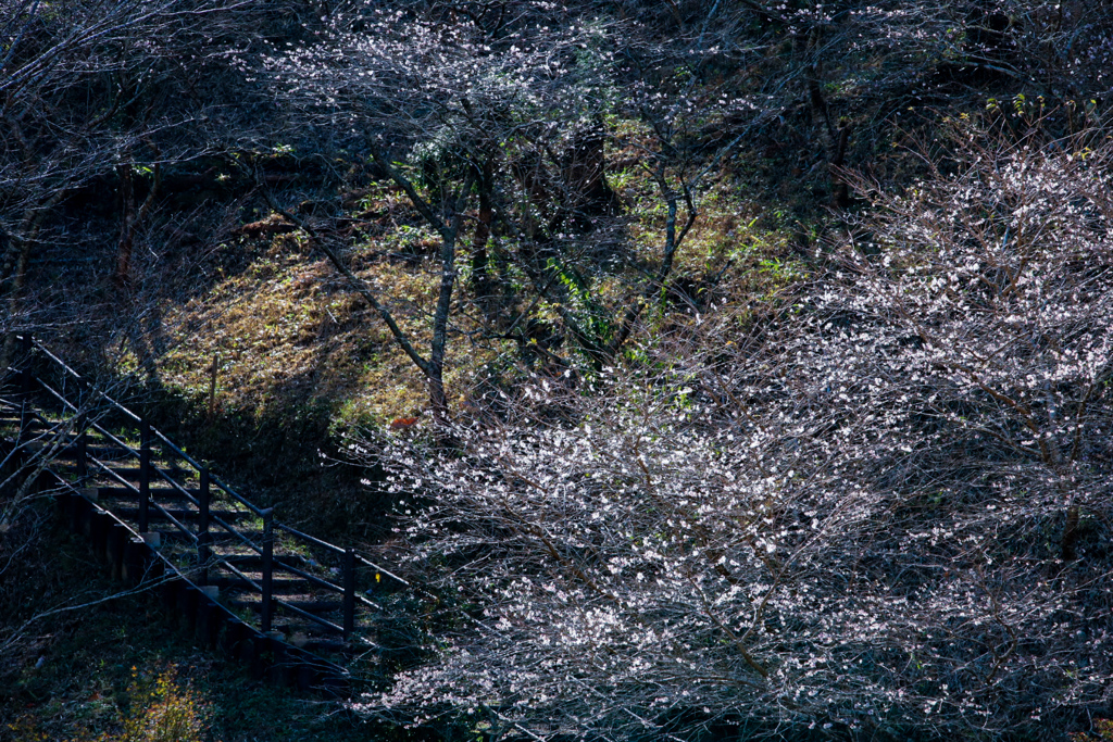 木枯らし吹く、四季桜咲く